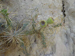 Image of thistle cholla