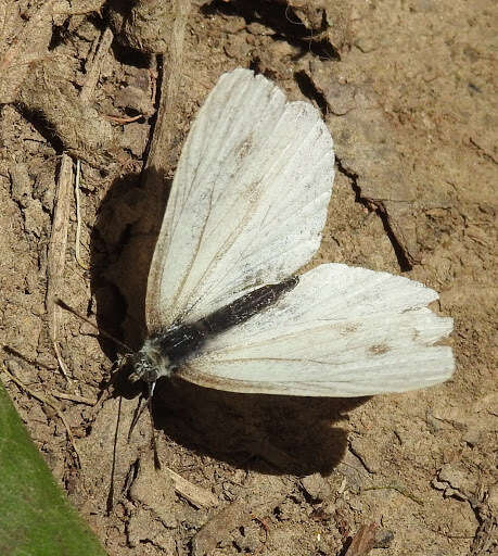 Image of Margined White