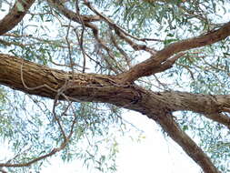 Image of Eucalyptus aromaphloia Pryor & J. H. Willis