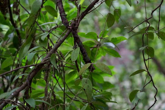 Image of Hoya acuta Haw.