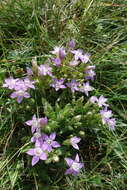 Image of Rough Gentian