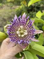 Image de Passiflora laurifolia L.