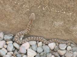 Image of Vipera latastei latastei Bosca 1878