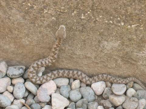 Image of Vipera latastei latastei Bosca 1878