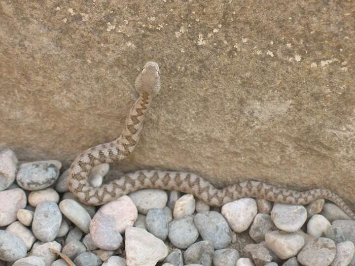 Image of Vipera latastei latastei Bosca 1878