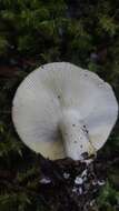 Image of Russula fuegiana Singer 1950