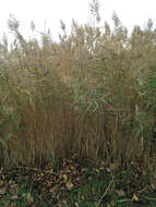 Image of reed