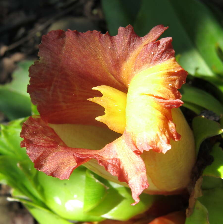 Image of Costus guanaiensis var. tarmicus (Loes.) Maas