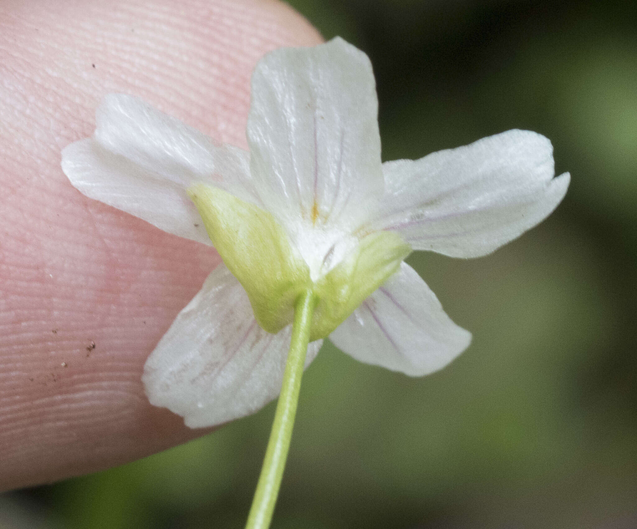 Image of Jonesville springbeauty