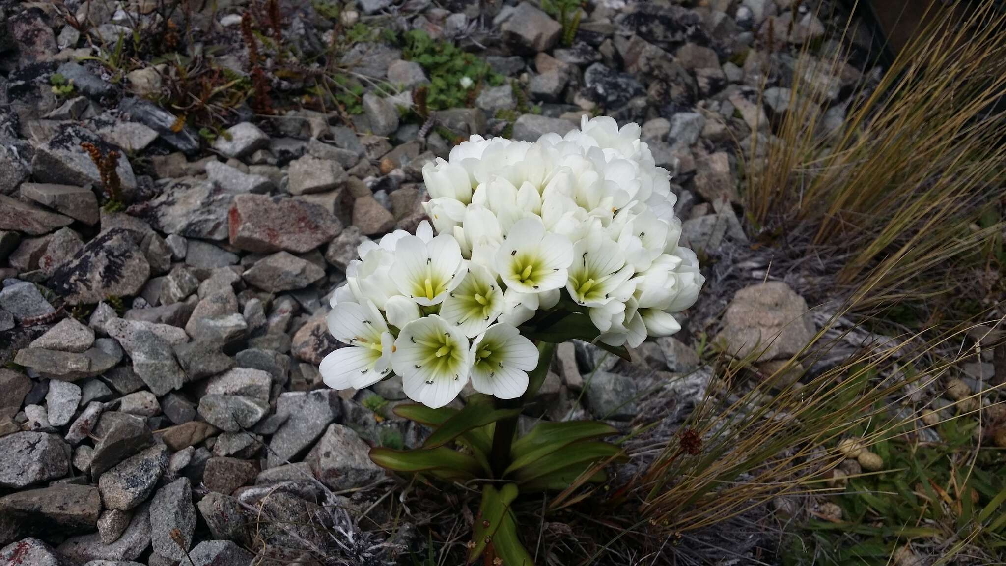 صورة Gentianella corymbifera (T. Kirk) Holub