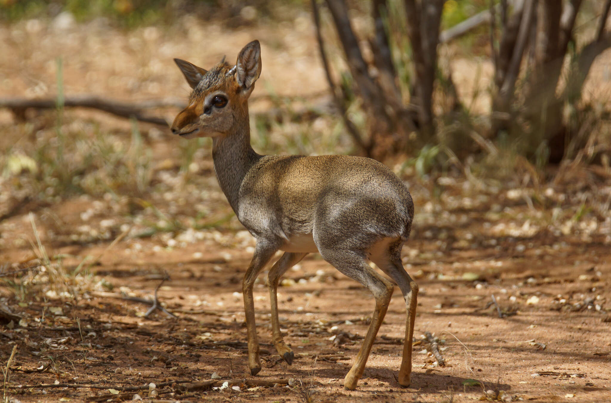 Image of Guenther's Dik-dik