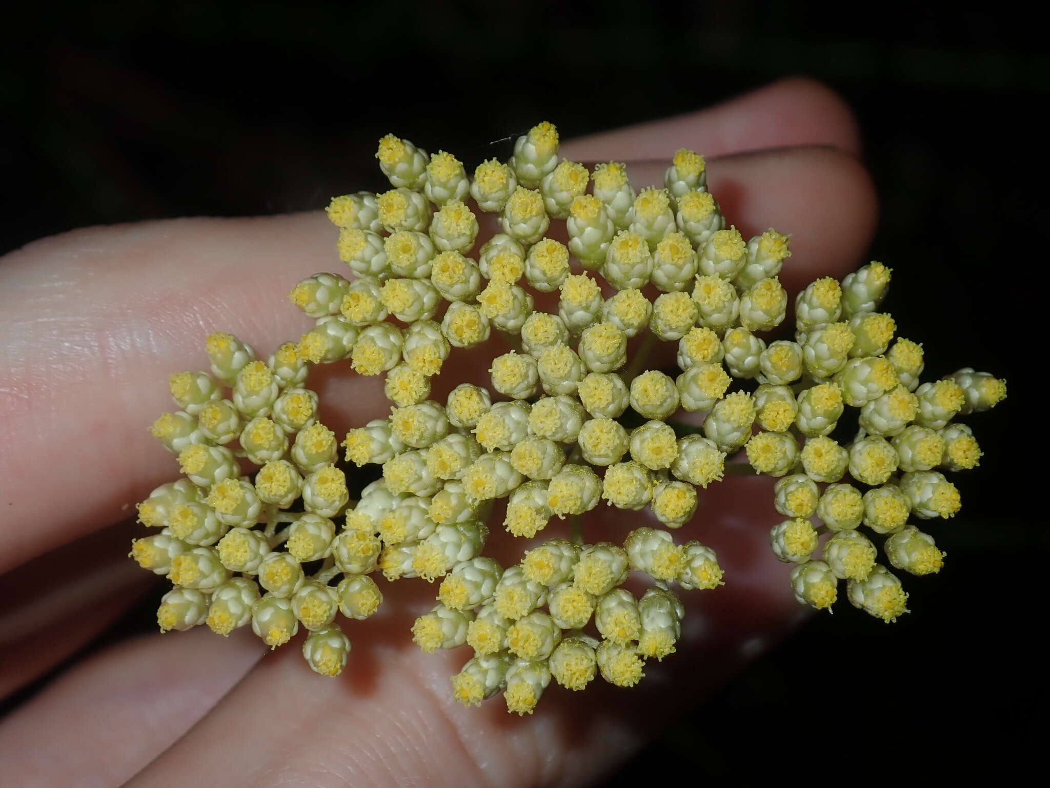 Cassinia denticulata R. Br resmi