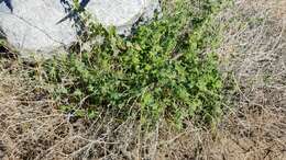 Image of desert starvine