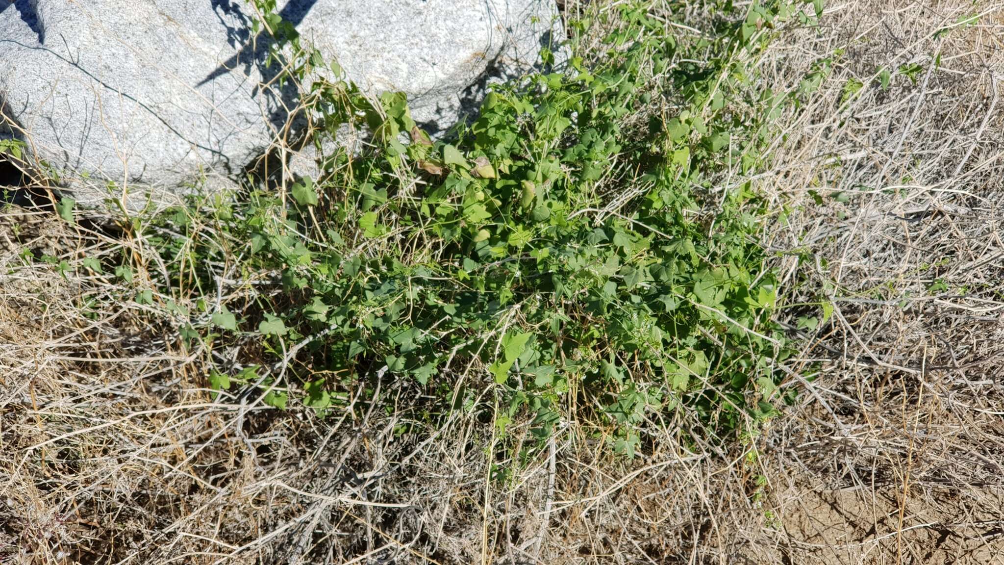 Image of desert starvine