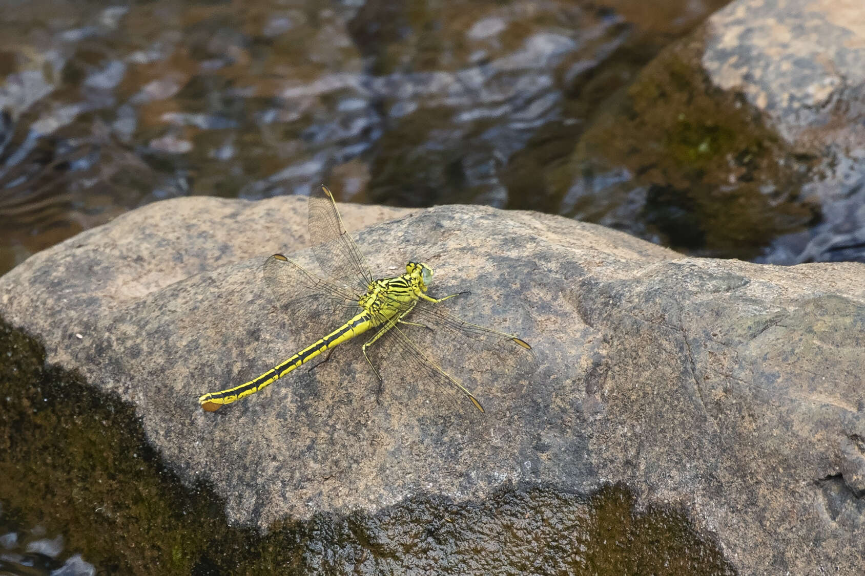 Image of Southern Yellowjack