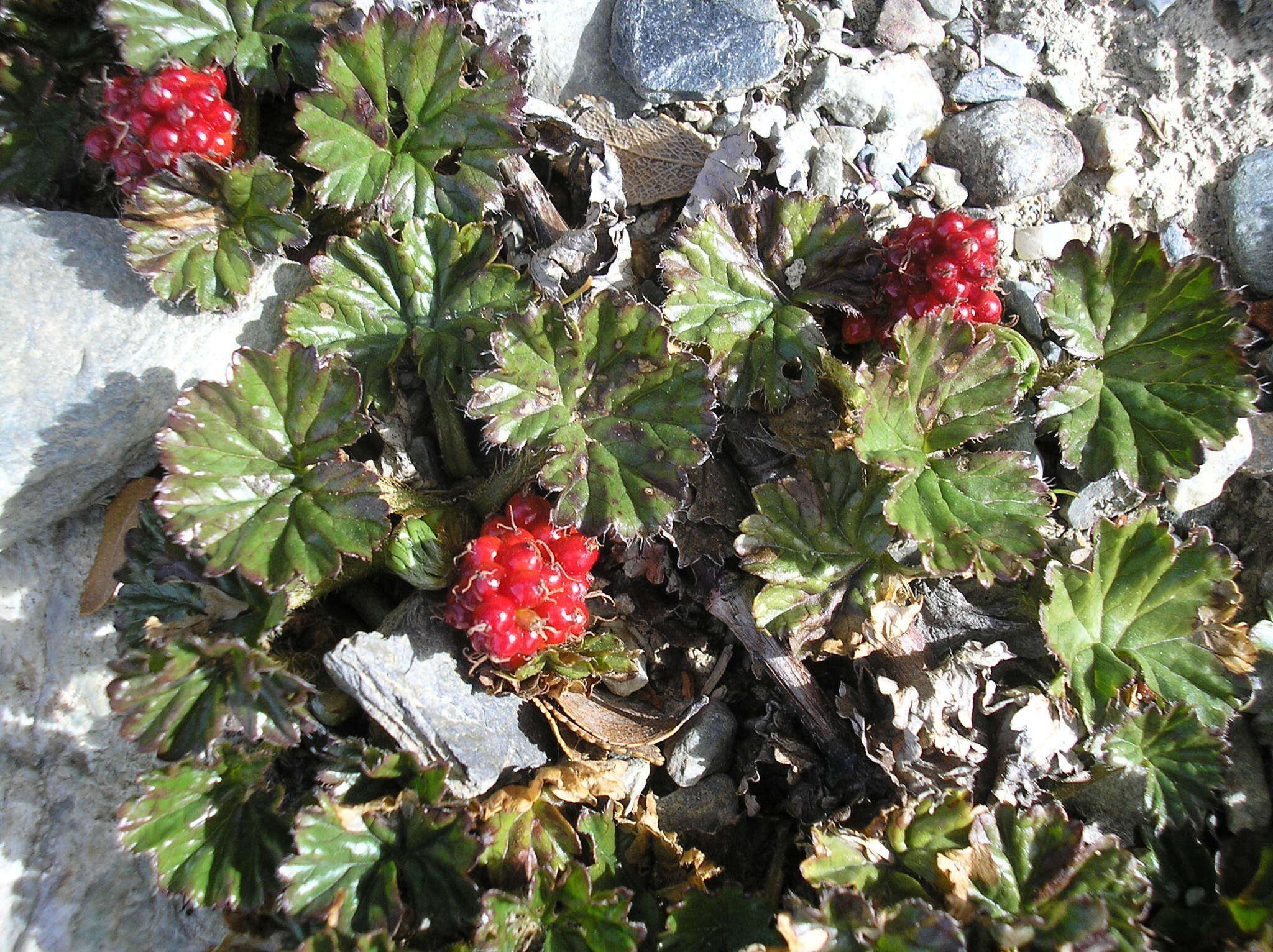 Sivun Gunnera magellanica Lam. kuva