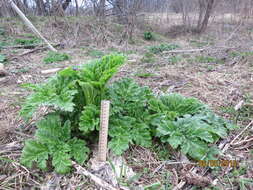 Image of Heracleum sosnowskyi Manden.