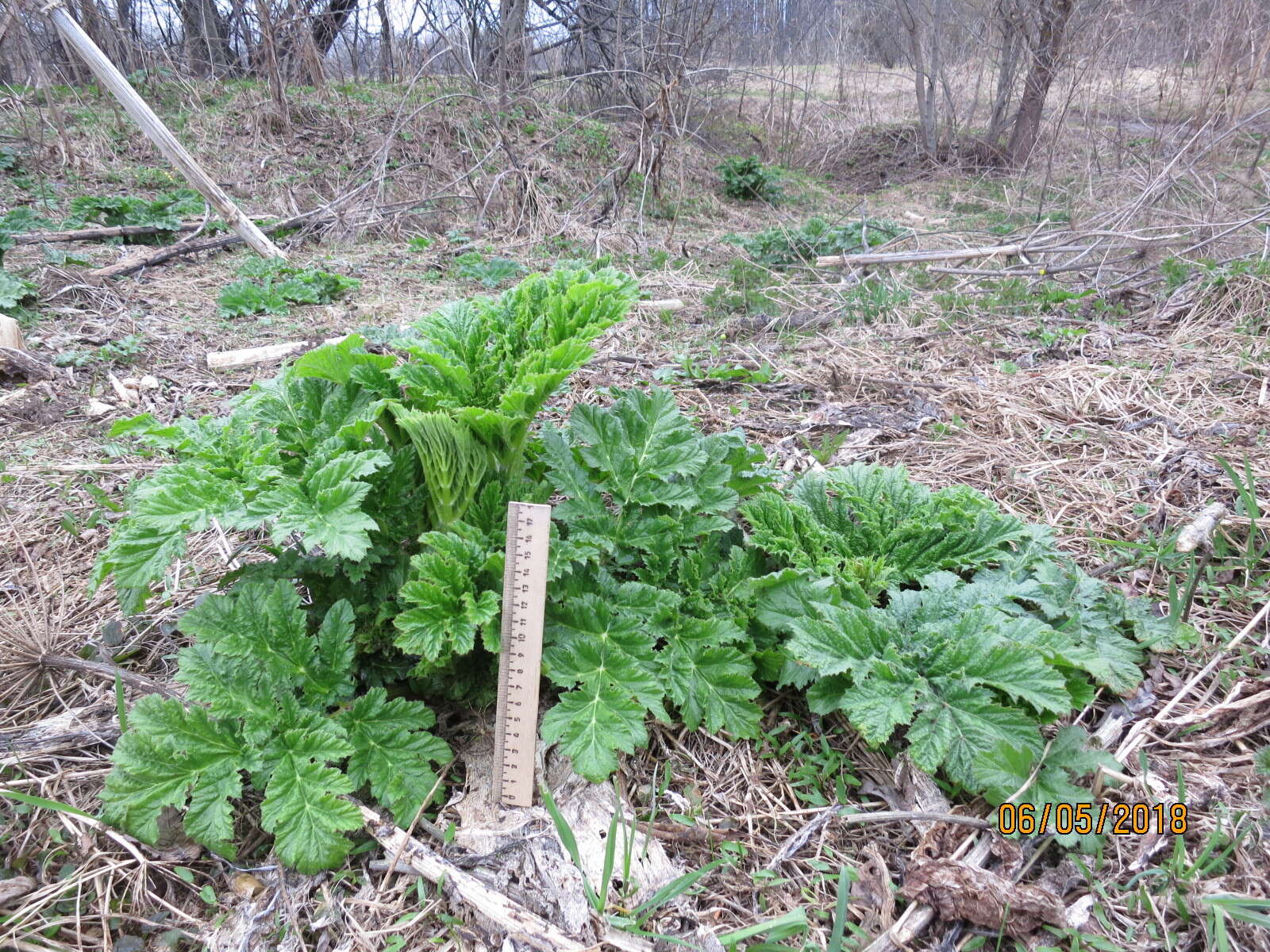 Imagem de Heracleum sosnowskyi Manden.