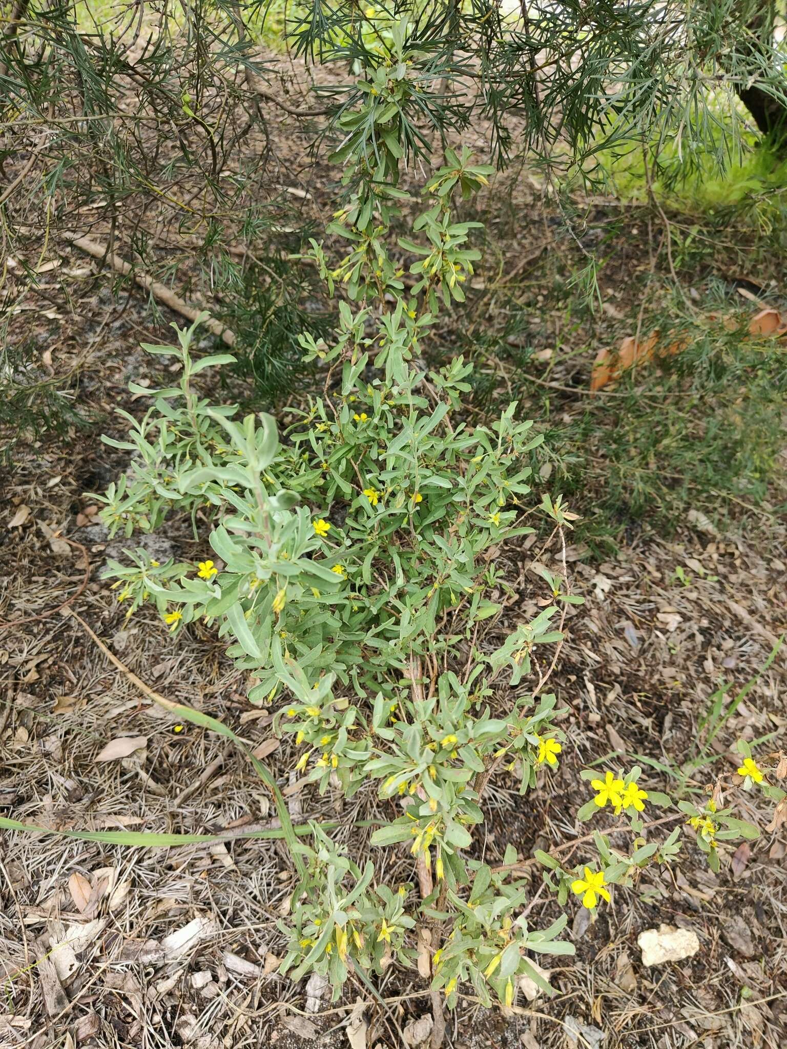 Image of Hibbertia racemosa (Endl.) Gilg