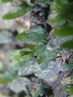 Image of Didymoglossum beaverianum Senterre & Rouhan