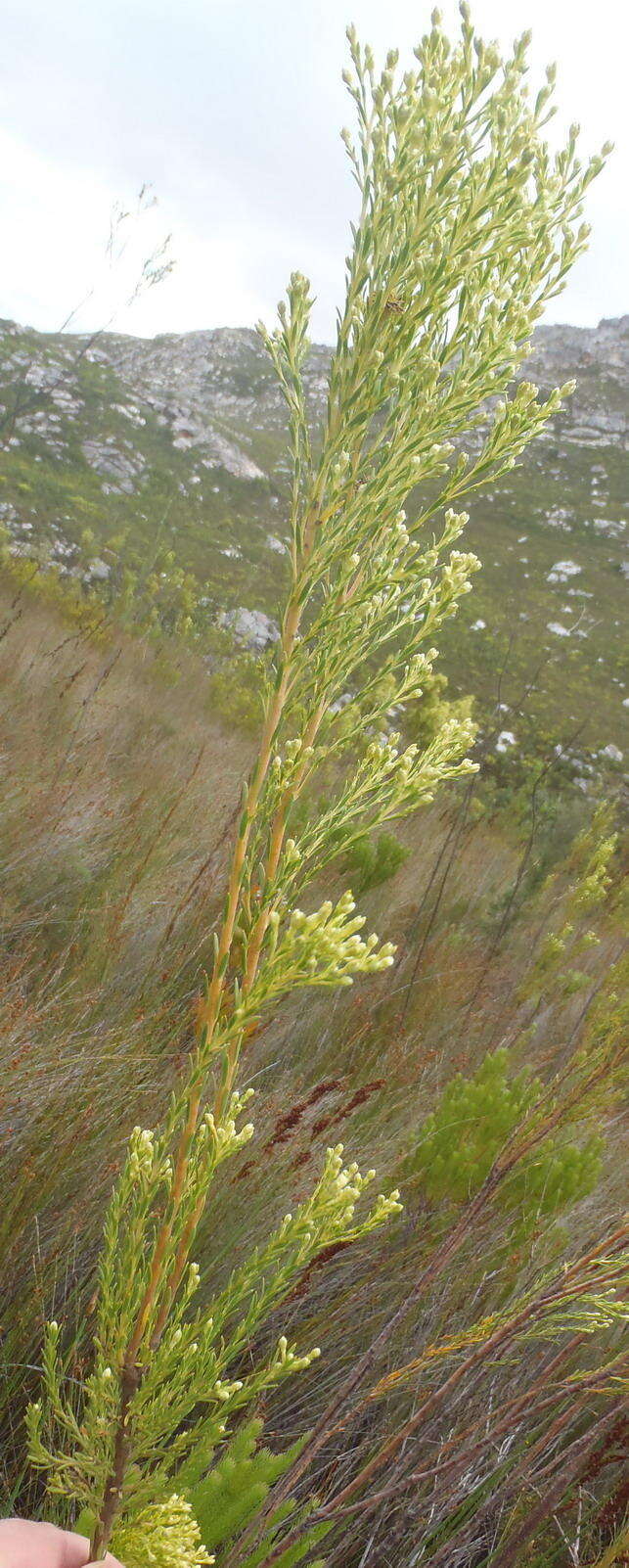 Plancia ëd Leucadendron ericifolium R. Br.