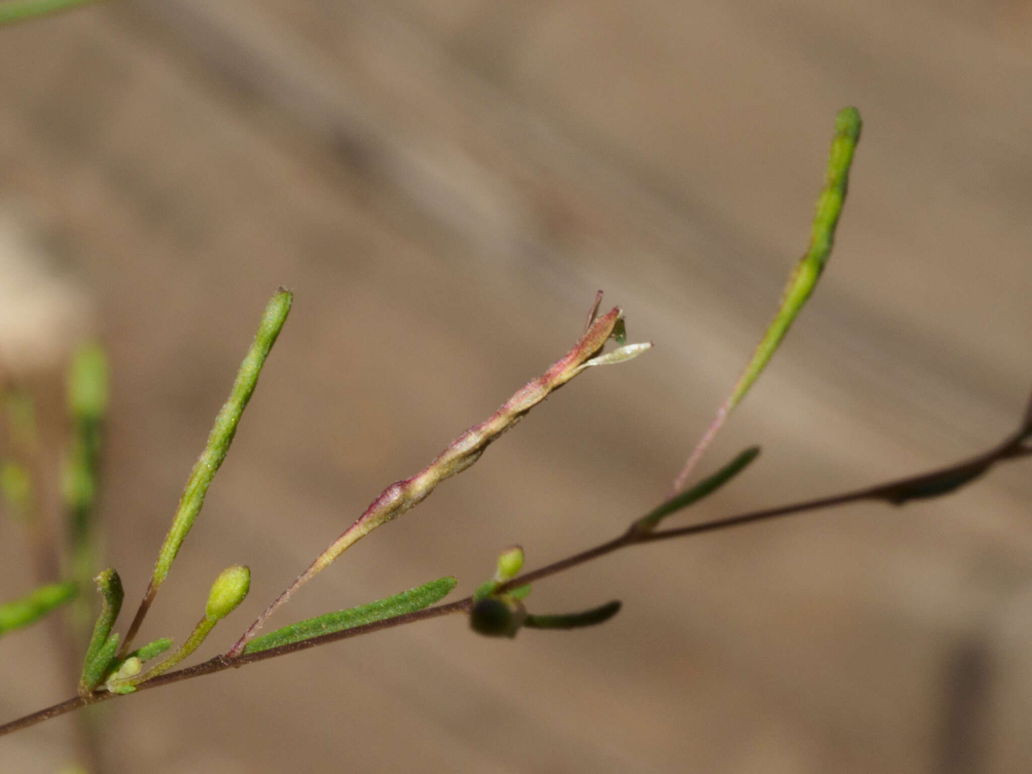 Image of Gayophytum diffusum subsp. parviflorum Lewis & Szweyk.