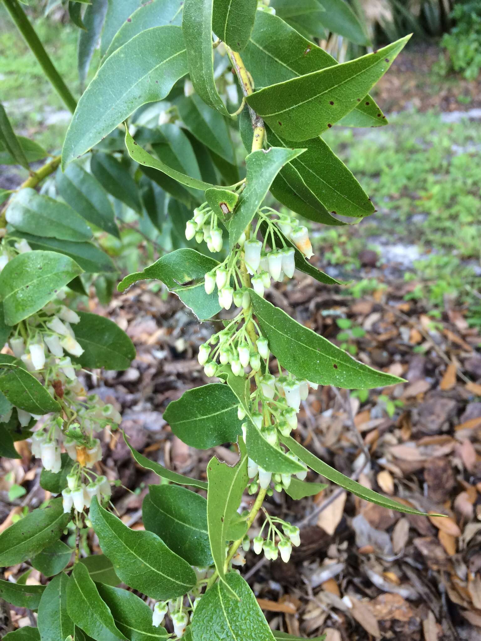 Image of Florida hobblebush