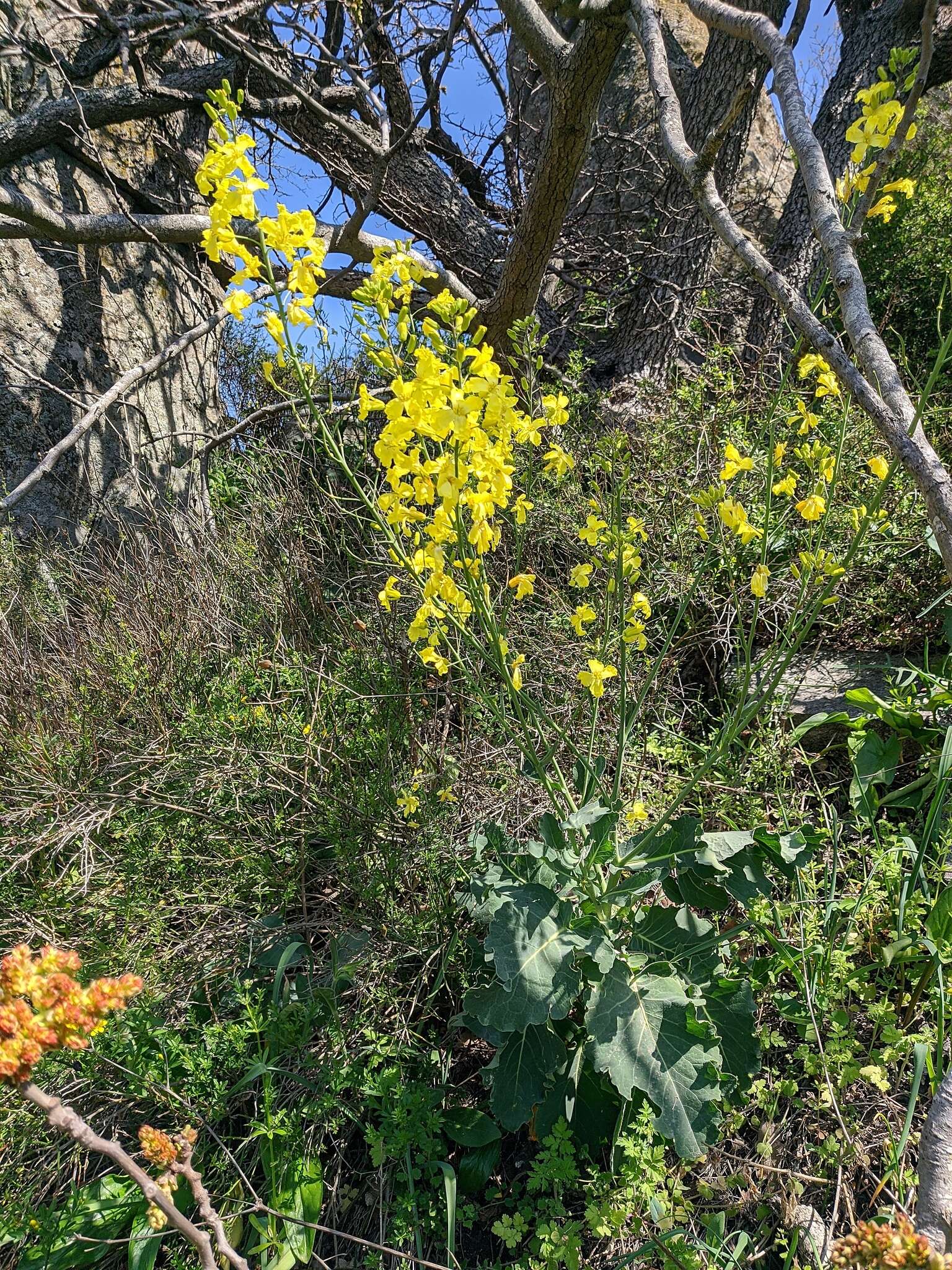 Imagem de Brassica incana Ten.