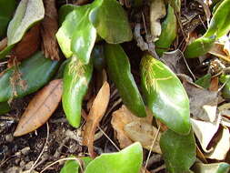 Image of leather-leaf fern