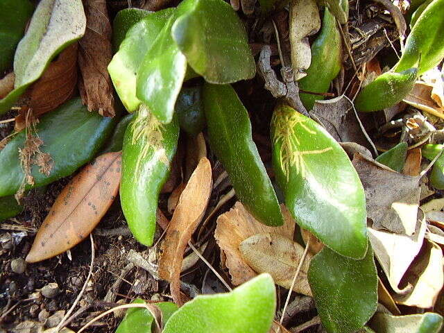 Image of leather-leaf fern