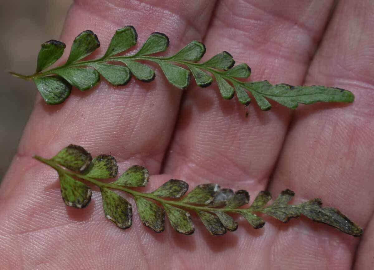 Image of Lindsaea agatii (Brack.) Lehtonen & Tuomisto