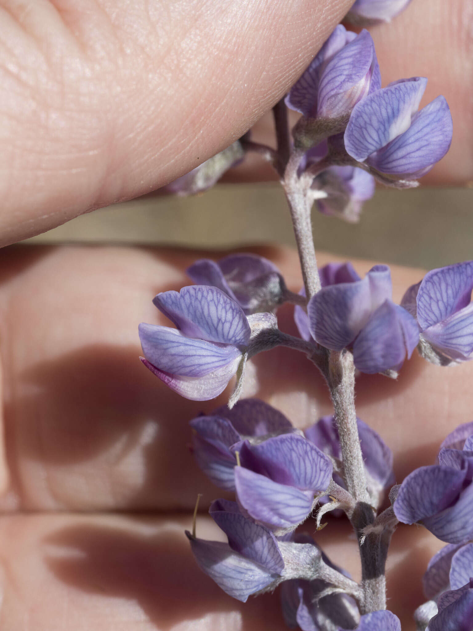 Sivun Lupinus argenteus var. utahensis (S. Watson) Barneby kuva