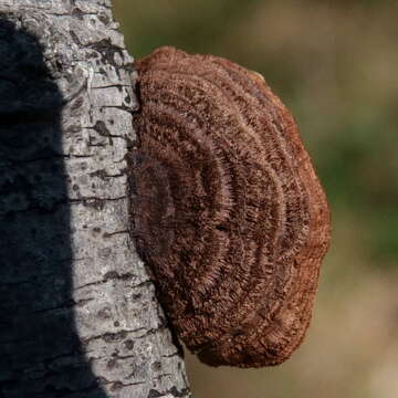 Image of Phaeotrametes decipiens (Berk.) J. E. Wright 1966