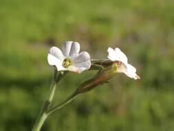 Image of velvet tobacco