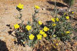 Image of Hibbertia potentilliflora F. Müll. ex Benth.