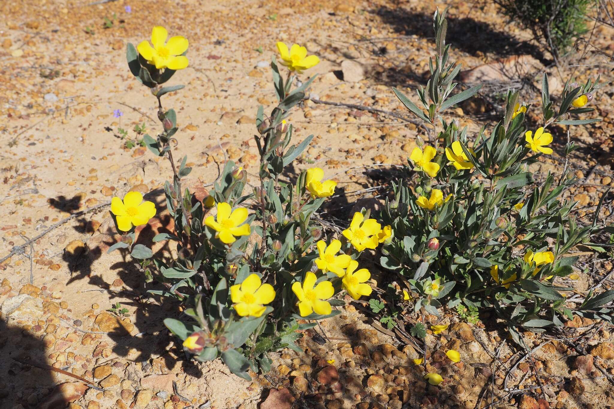 Image of Hibbertia potentilliflora F. Müll. ex Benth.