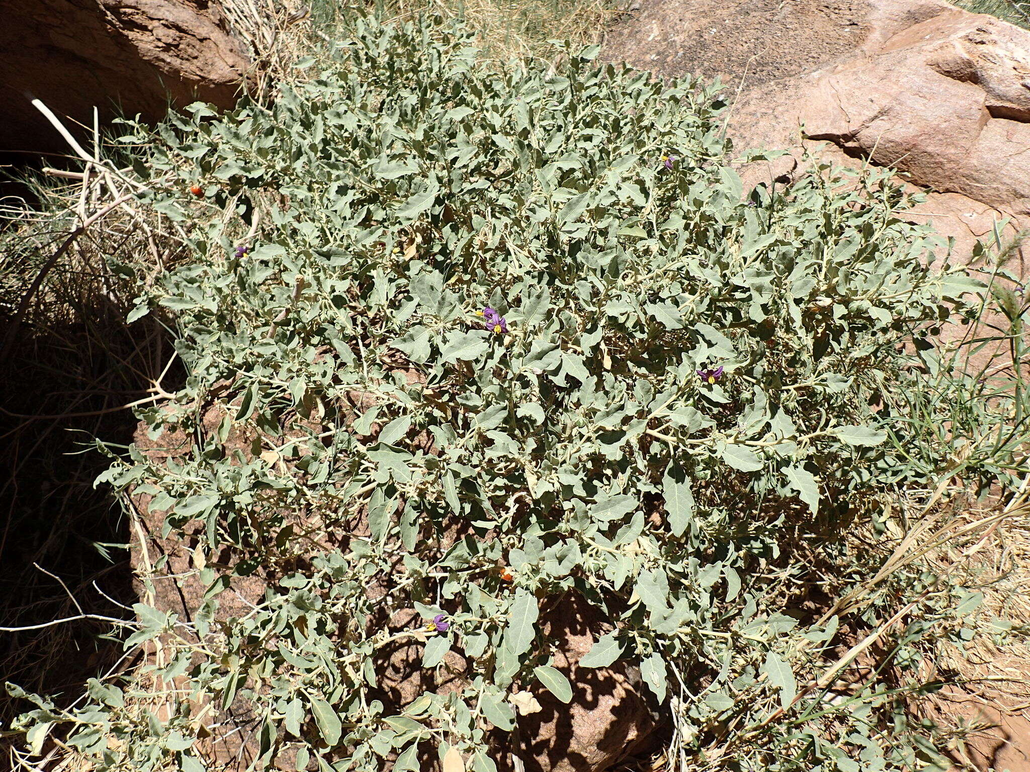 Image of Solanum burchellii Dun.