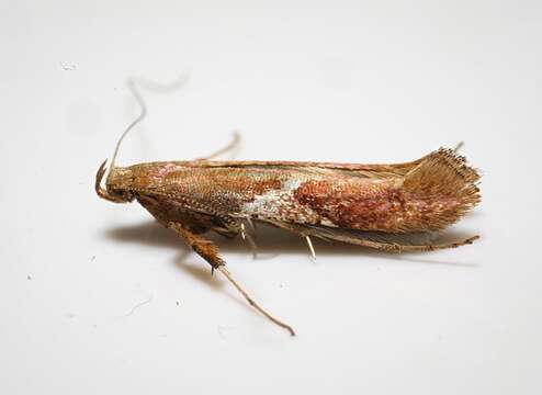 Image of Caloptilia stigmatella (Fabricius 1781)