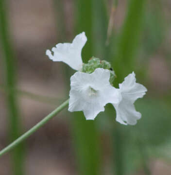 Image de Varronia podocephala (Torr.) A. Borhidi