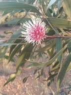 Image of Pincushion hakea