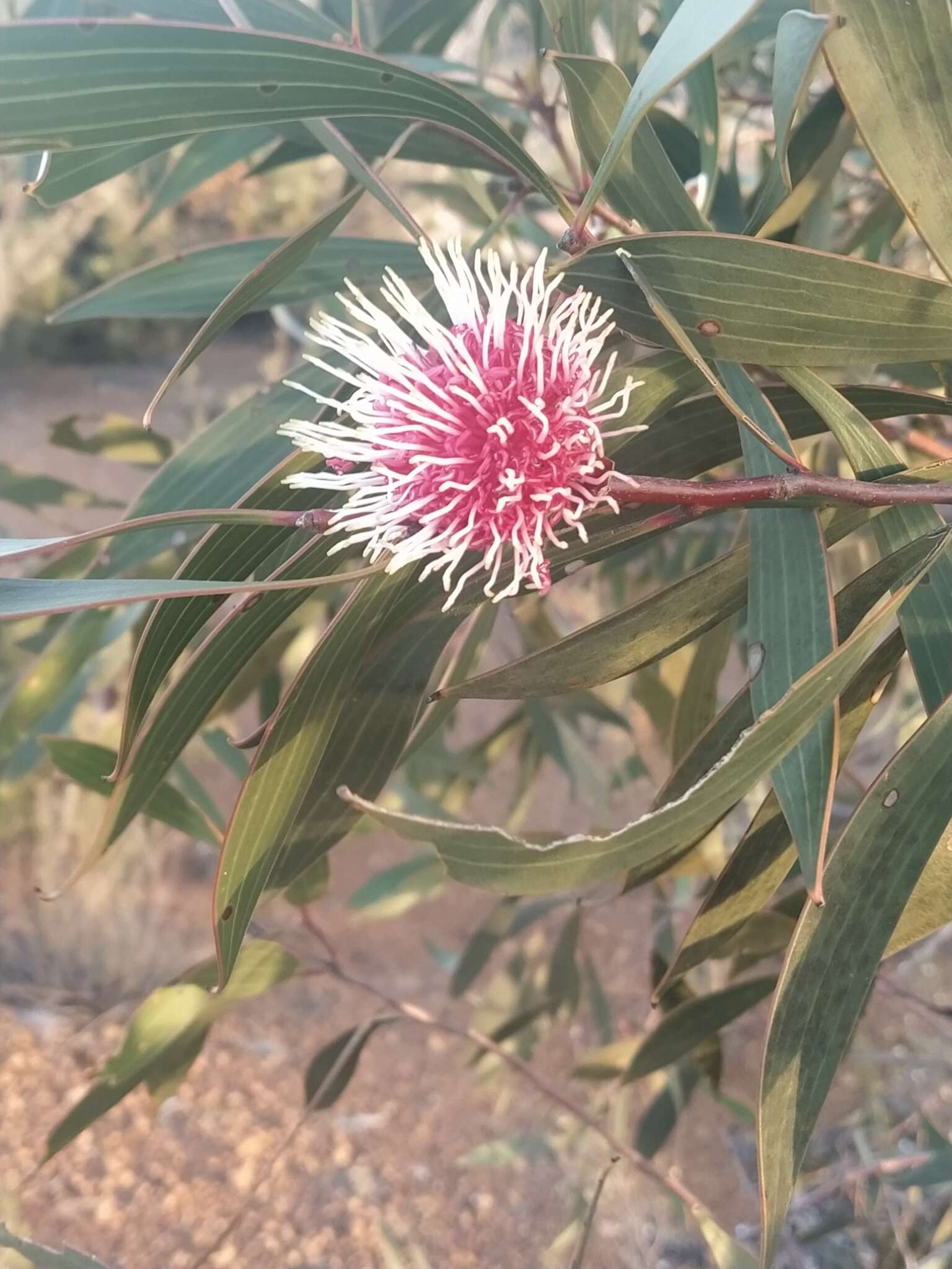 Image of Pincushion hakea