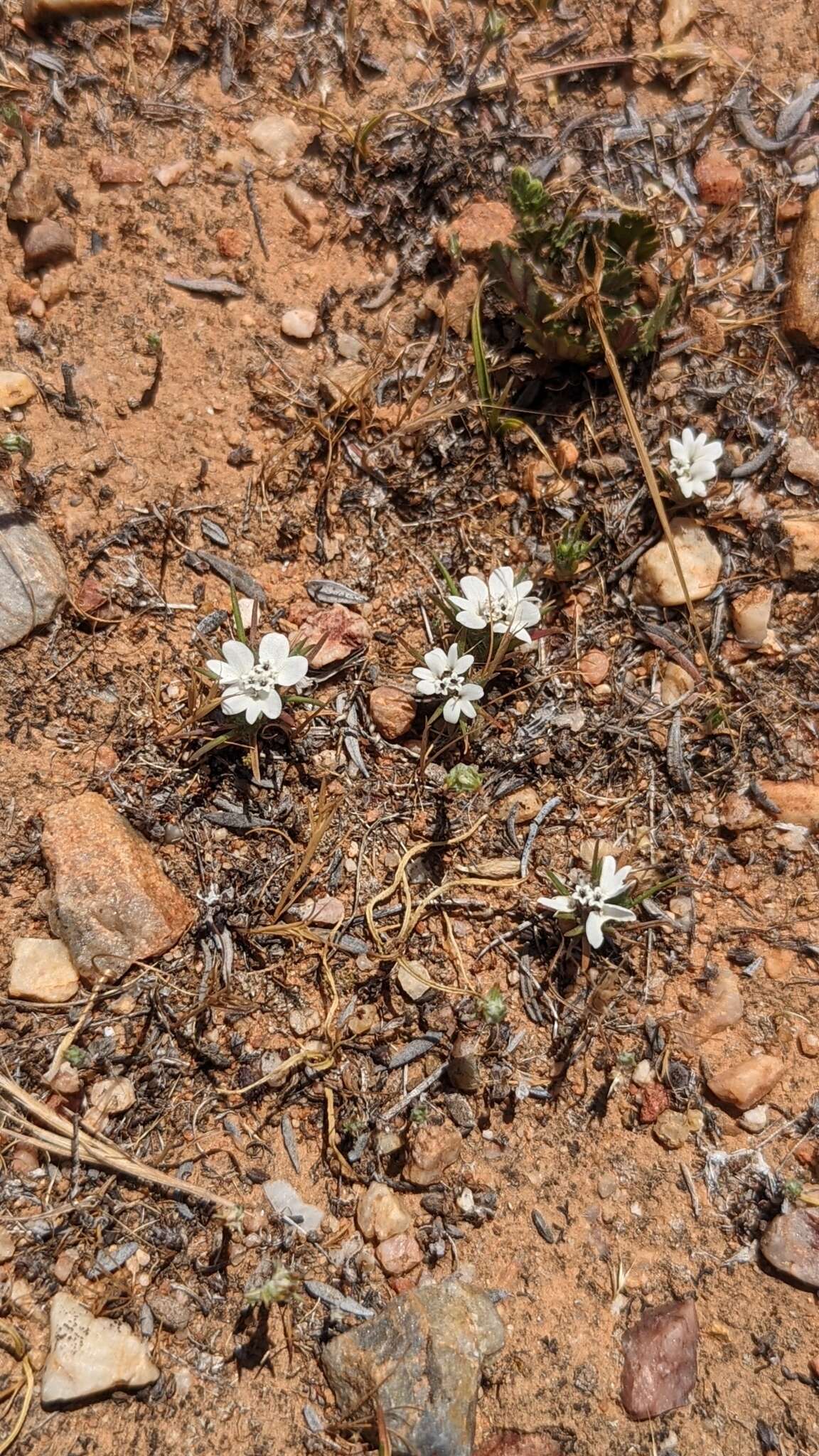 Image of dwarf western rosinweed