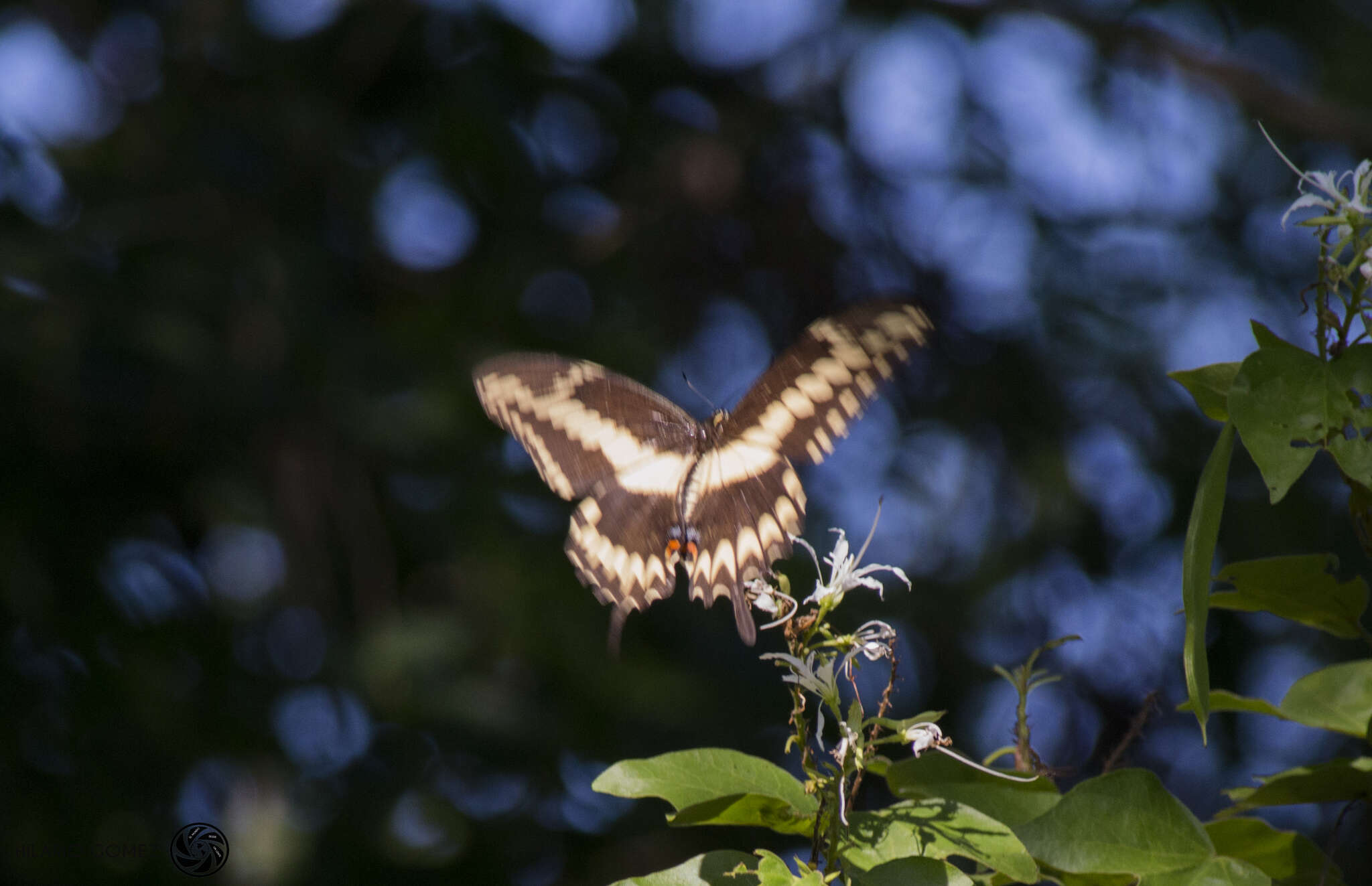 Image of Ornythion Swallowtail