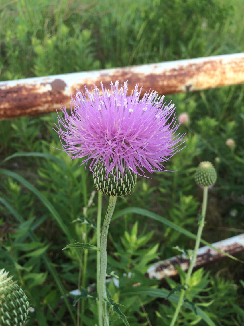 Image of Texas thistle