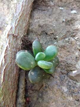 Image of Cremnophila nutans Rose