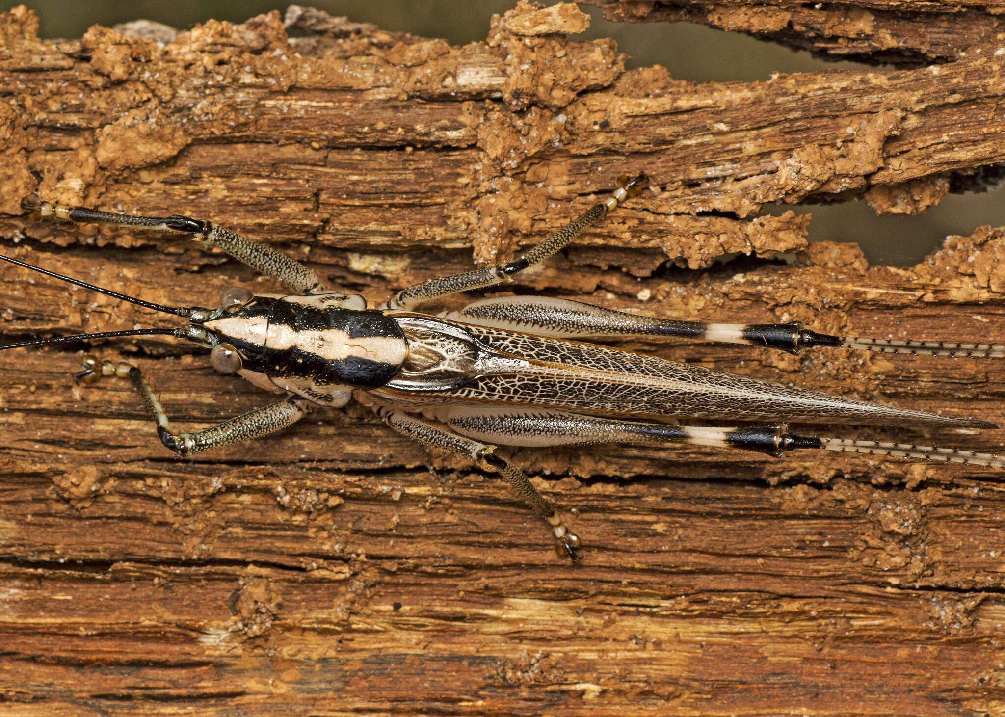 Nicsara bifasciata (Redtenbacher 1891) resmi