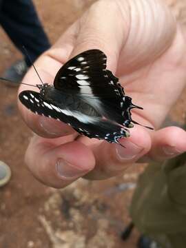 Image of Charaxes achaemenes Felder & Felder 1866