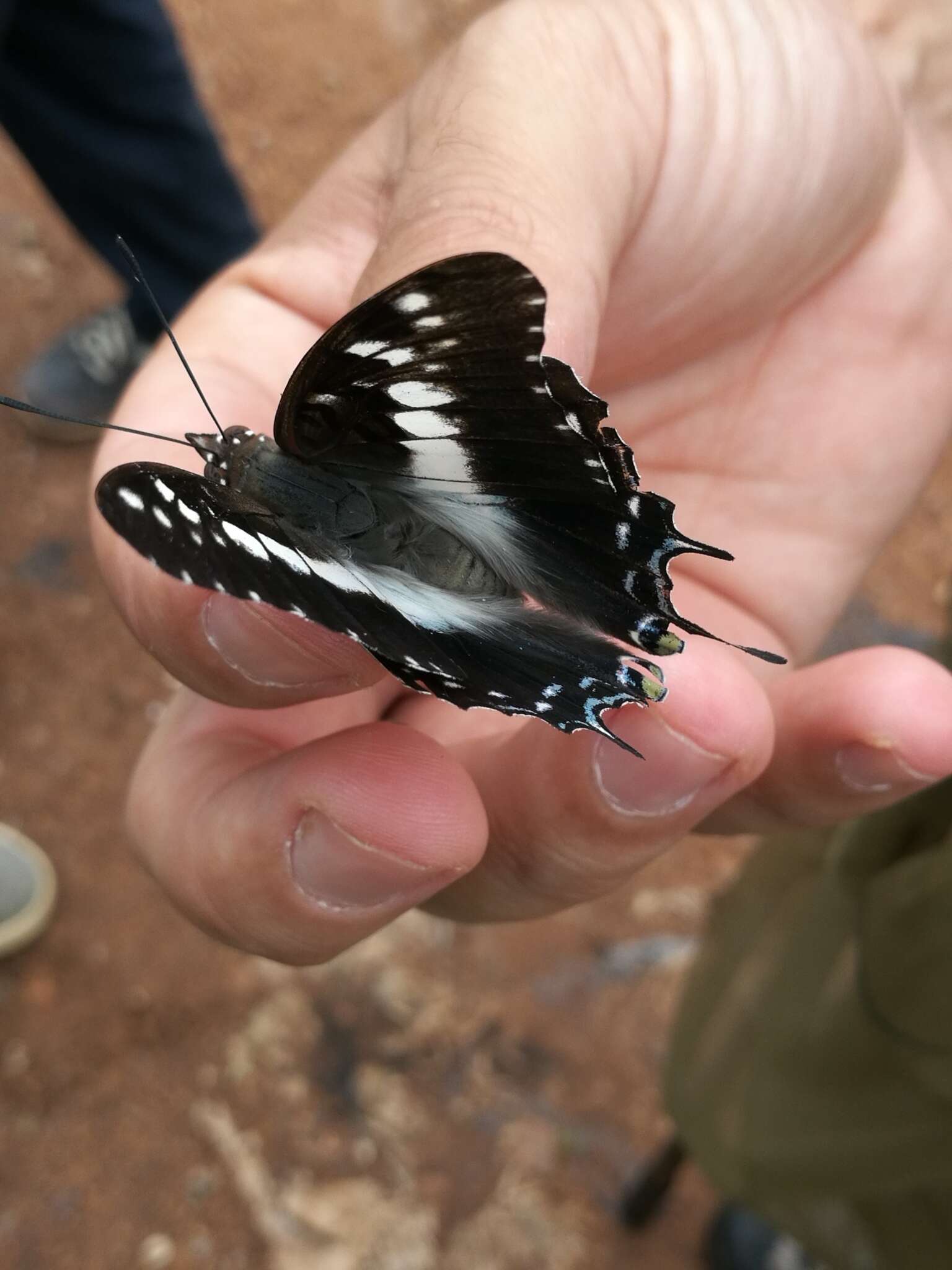 Image of Charaxes achaemenes Felder & Felder 1866