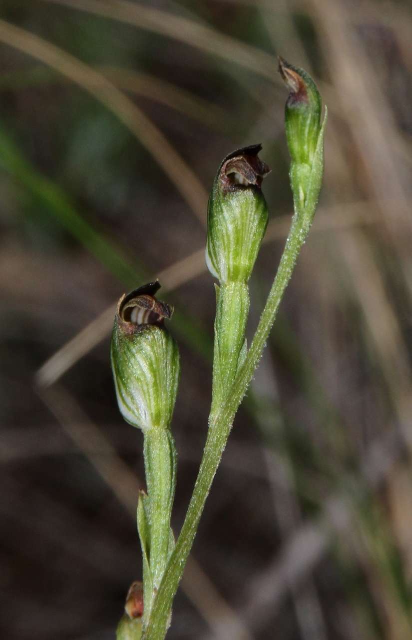 Слика од Pterostylis rubescens (D. L. Jones) G. N. Backh.