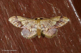 Image of Idaea violacea Hampson 1891